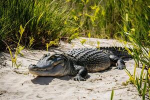 ai gegenereerd groot alligator lounges sereen temidden van zanderig duinen, genieten zachtjes foto