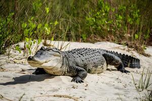 ai gegenereerd groot alligator lounges sereen temidden van zanderig duinen, genieten zachtjes foto