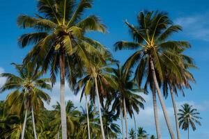 ai gegenereerd majestueus palm bomen zwaaien in warm briesje, tropisch paradijs foto
