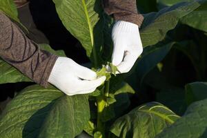 tuinders plukken de jong bladeren van tabak zo dat de kunstmest is toegepast naar enkel en alleen de bladeren dat zijn nodig zijn. het is naar controle de hoogte. naar krijgen de bestaande bladeren naar hebben groot bladeren. foto