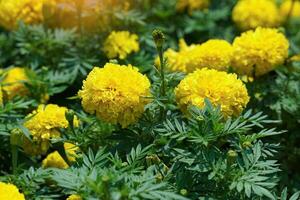 geel goudsbloemen zijn grootbloemig variëteiten dat zijn populair voor snijdend bloemen. ze zijn krachtig, snelgroeiend planten. goudsbloemen zijn geloofde naar symboliseren voorspoed. zacht en selectief focus. foto