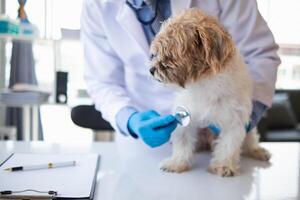 dierenartsen zijn het uitvoeren van jaar- controleren ups Aan honden naar kijken voor mogelijk ziekten en traktatie hen snel naar ervoor zorgen de huisdier Gezondheid. dierenarts is onderzoeken hond in veterinair kliniek voor behandeling foto