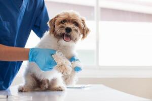 dierenartsen zijn het uitvoeren van jaar- controleren ups Aan honden naar kijken voor mogelijk ziekten en traktatie hen snel naar ervoor zorgen de huisdier Gezondheid. dierenarts is onderzoeken hond in veterinair kliniek voor behandeling foto