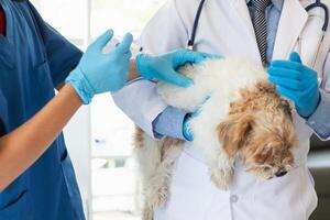 dierenarts is gevaccineerd voor puppy naar voorkomen overdraagbaar ziekten na dierenarts heeft gemaakt een jaar- Gezondheid controleren voor hond. concept van brengen huisdieren naar te ontvangen jaar- vaccins van dierenartsen foto