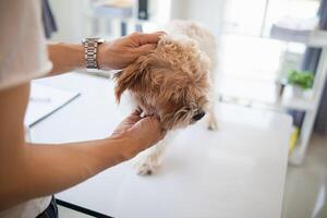 dierenartsen zijn het uitvoeren van jaar- controleren ups Aan honden naar kijken voor mogelijk ziekten en traktatie hen snel naar ervoor zorgen de huisdier Gezondheid. dierenarts is onderzoeken hond in veterinair kliniek voor behandeling foto