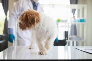 dierenartsen zijn het uitvoeren van jaar- controleren ups Aan honden naar kijken voor mogelijk ziekten en traktatie hen snel naar ervoor zorgen de huisdier Gezondheid. dierenarts is onderzoeken hond in veterinair kliniek voor behandeling foto