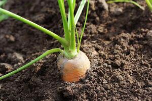 gezond aan het eten begrip. wortel groeit in groente tuin foto