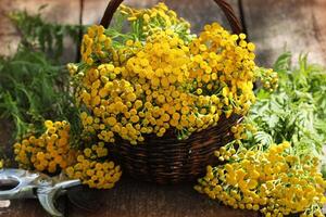 boerenwormkruid tanacetum - meerjarig kruidachtig planten compositae asteraceae . kruiden oogsten van geneeskrachtig rauw materialen foto