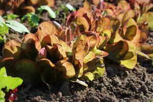 rood bladeren van sla groeit Aan een bed in een keuken tuin foto