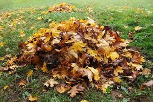 stapel van gedaald bladeren in herfst park. vallen achtergrond foto