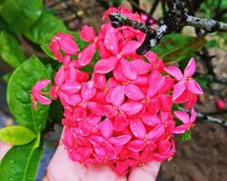 hand- Holding bloemen. mooi in natuur. foto