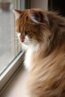 pluizig lang haren Siberisch kat in venster foto