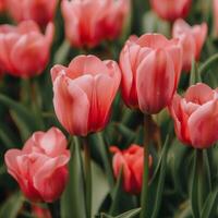 ai gegenereerd roze tulpen veld- foto