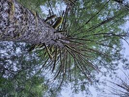hoog bomen gedekt met mos in de groenblijvend bossen van Washington staat foto