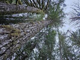 hoog bomen gedekt met mos in de groenblijvend bossen van Washington staat foto