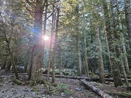 stralen van zonneschijn voorbijgaan door hoog bomen in groenblijvend bossen van Washington staat park foto