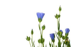 levendig blauw gemeenschappelijk vlas bloem in dichtbij omhoog foto