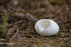 schade eierschaal tussen pijnboom naalden en stukjes van takken foto