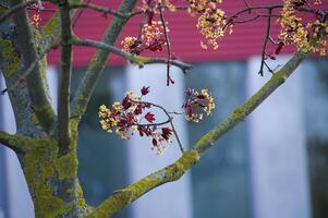 rood esdoorn- vrouw boom gedekt met klein geel bloesems foto