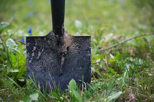 zwart afgehandeld Schep zit vast in de grond omringd door weelderig groen gras en een verstrooiing van klein blauw bloemen foto