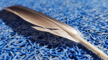 vogel veer Aan blauw achtergrond foto