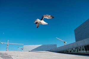 zeemeeuw vliegend Aan modern architectuur met structuur kraan foto