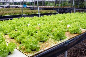 landbouw biologisch fabriek groen eik sla in plantage foto