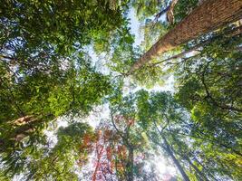 hoog meerjarig boom en esdoorn- boom met groen gebladerte in tropisch regenwoud foto