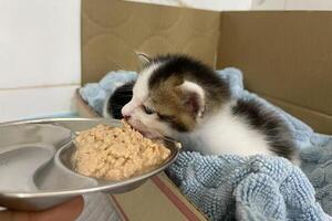schattig weinig kittens in een karton doos. huisdieren concept. kat eten voedsel foto