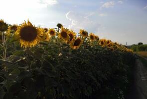 een groot veld- van zonnebloemen Aan een zonnig dag foto