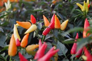 chili fabriek in de tuin, foto