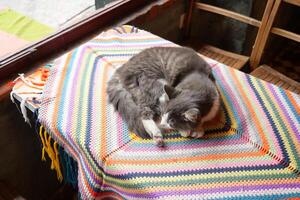 grijs kleur kat zittend Aan een stoel Bij Istanbul cafe straat foto