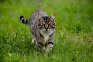 ai gegenereerd ongedomesticeerd kat zwerft rond met gras begroeid wildernis, belichamen natuurlijk schoonheid en vrijheid foto