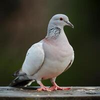ai gegenereerd duif poses sierlijk, dag kalmte gevangen genomen in duif portret voor sociaal media post grootte foto