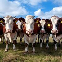 ai gegenereerd groep van koeien poses charmant voor de camera voor sociaal media post grootte foto