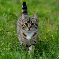 ai gegenereerd ongedomesticeerd kat zwerft rond met gras begroeid wildernis, belichamen natuurlijk schoonheid en vrijheid voor sociaal media post grootte foto