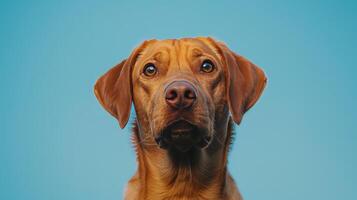 ai gegenereerd een hond Aan een pastel blauw achtergrond foto