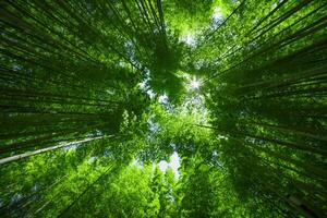 een groen bamboe Woud in voorjaar zonnig dag breed en top schot foto