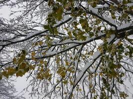 winter Aan de buitenwijken van Stockholm foto