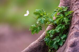 delicaat wit hout anemoon bloemen in een Woud foto