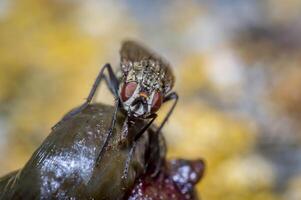 klein macro vlieg in wild leven natuur foto