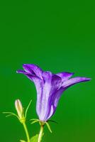 een zacht bloem bloesem in een natuur tuin foto