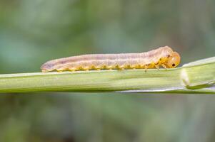 weinig rups- in de groen natuur seizoen tuin foto