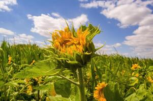 een geel bloeiend zonnebloem Aan een veld- foto