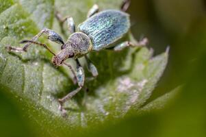 groen gouden kever in natuur seizoen weide foto