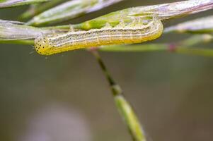 weinig rups- in de groen natuur seizoen tuin foto