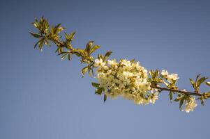 een Afdeling met wit kers bloesem bloemknoppen foto