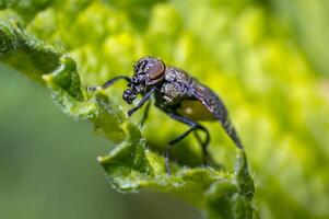 klein vlieg in natuur looks Leuk vinden met gas- masker foto