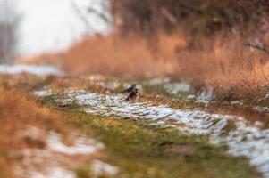 kramsvogel merkt op natuur en houdt een oog uit voor voedsel foto