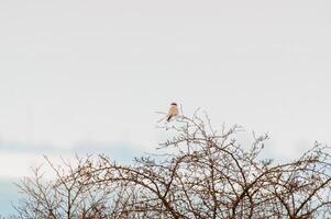 rood gesteund klauwier merkt op natuur en houdt een oog uit voor voedsel foto